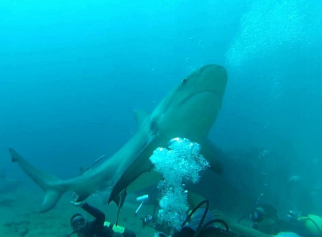  Plongée avec les requins à Tulum 